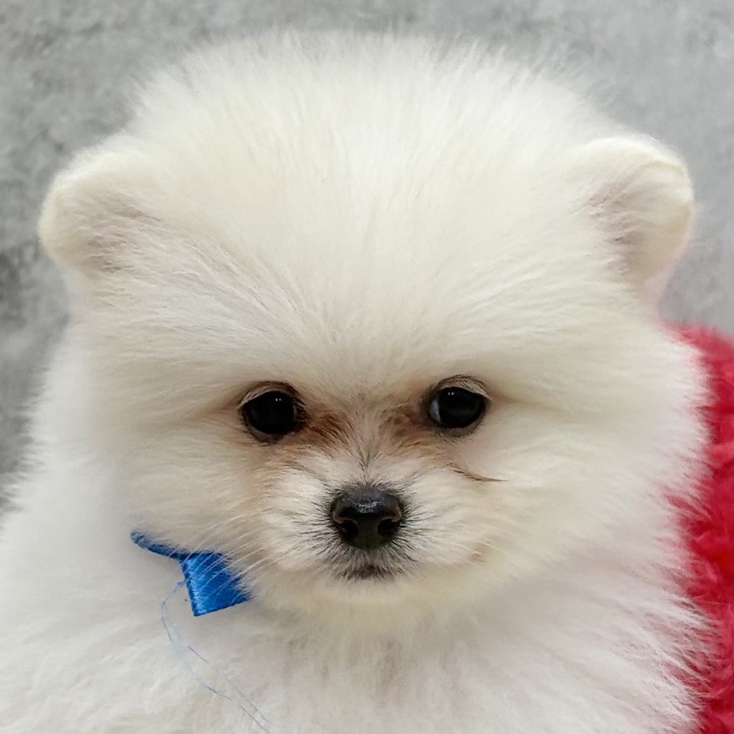 ポメラニアン女の子の写真