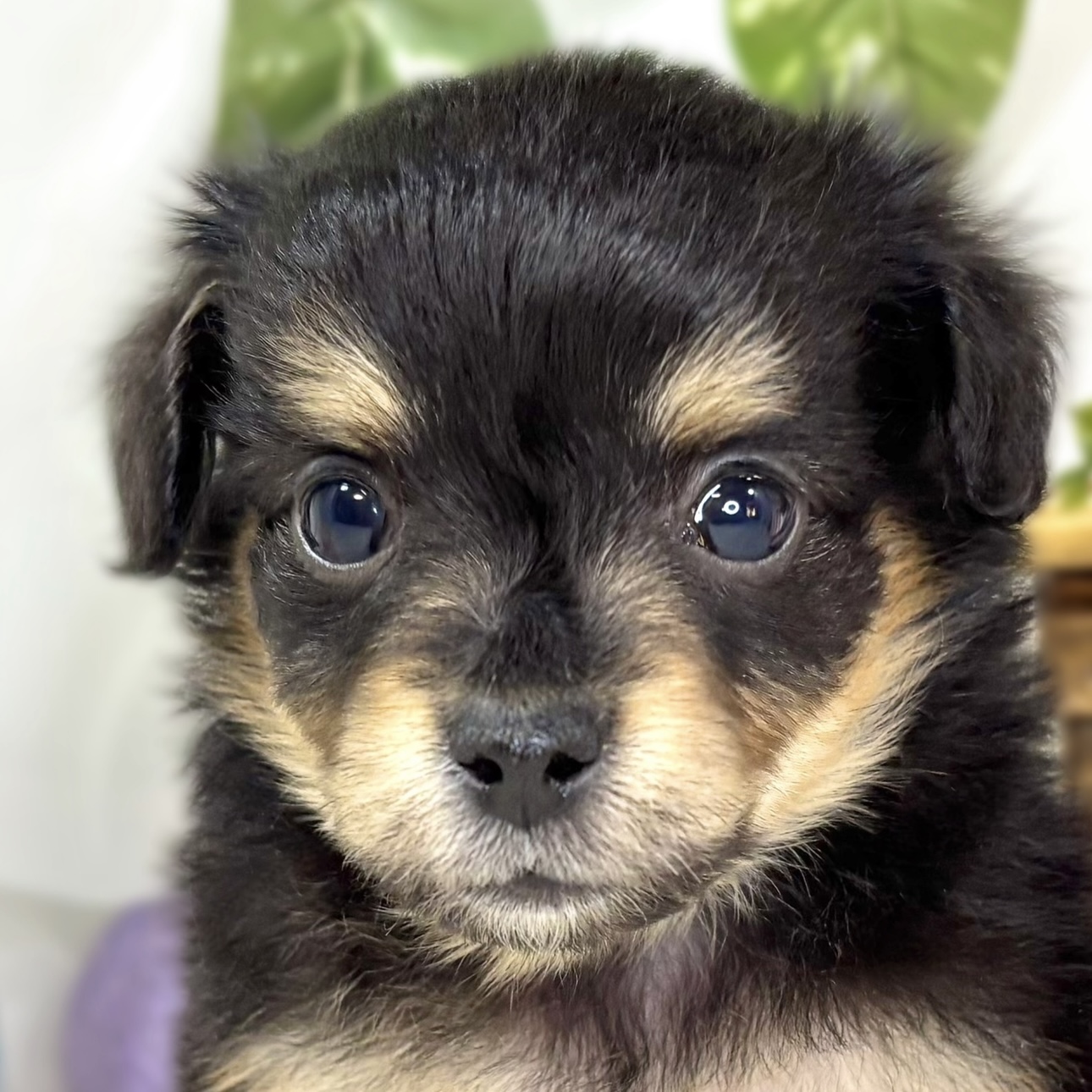 ハーフ犬女の子の写真