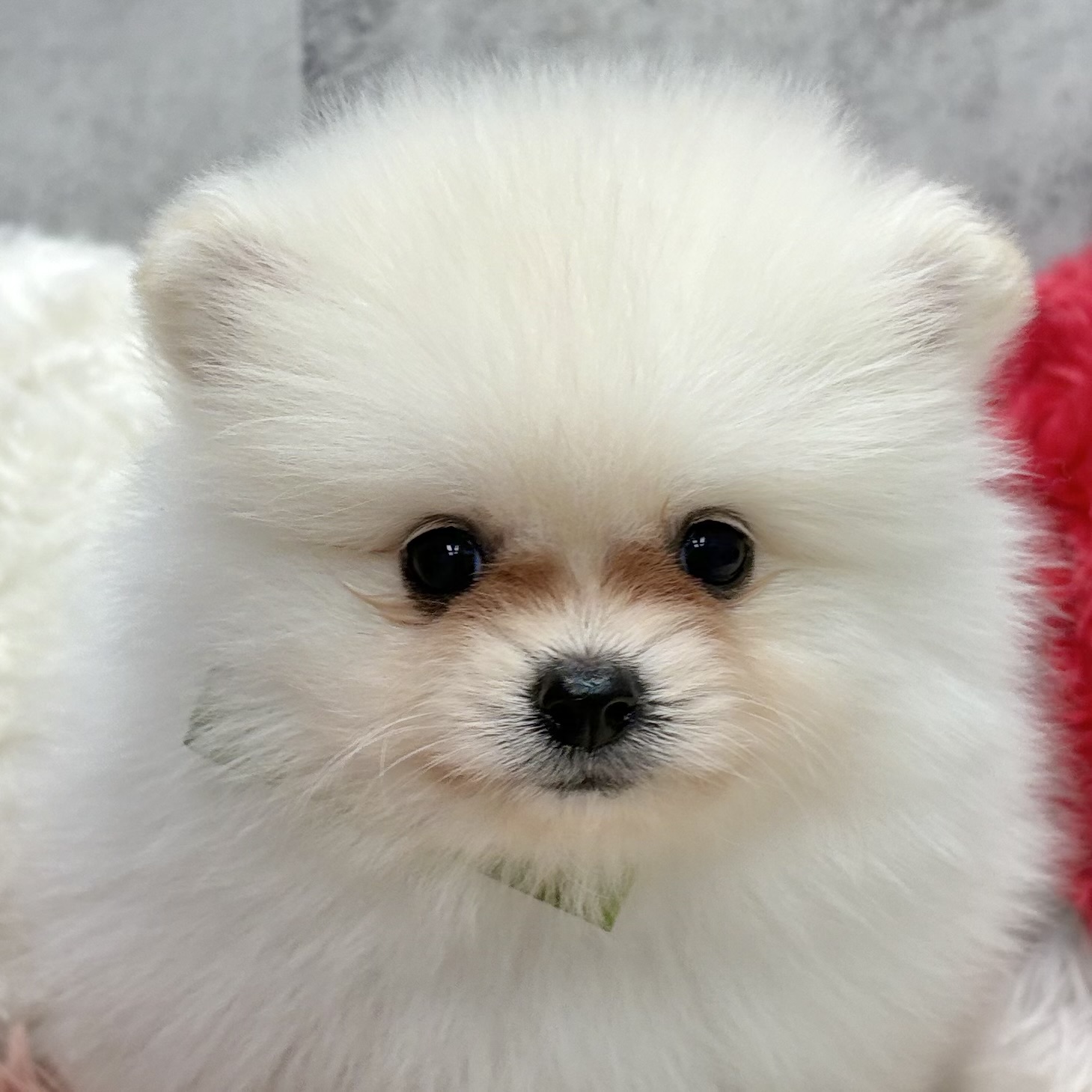 ポメラニアン男の子の写真