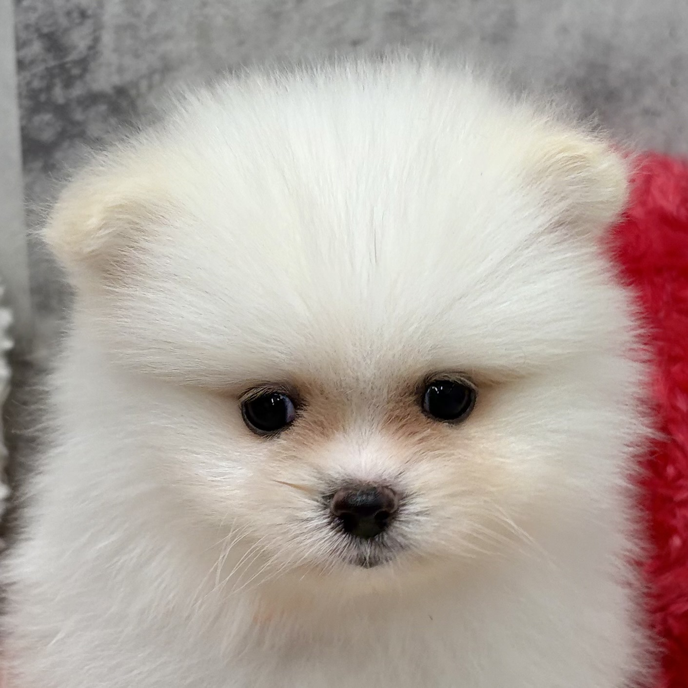 ポメラニアン女の子の写真