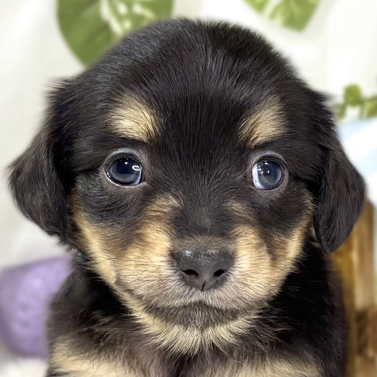 ハーフ犬女の子の写真