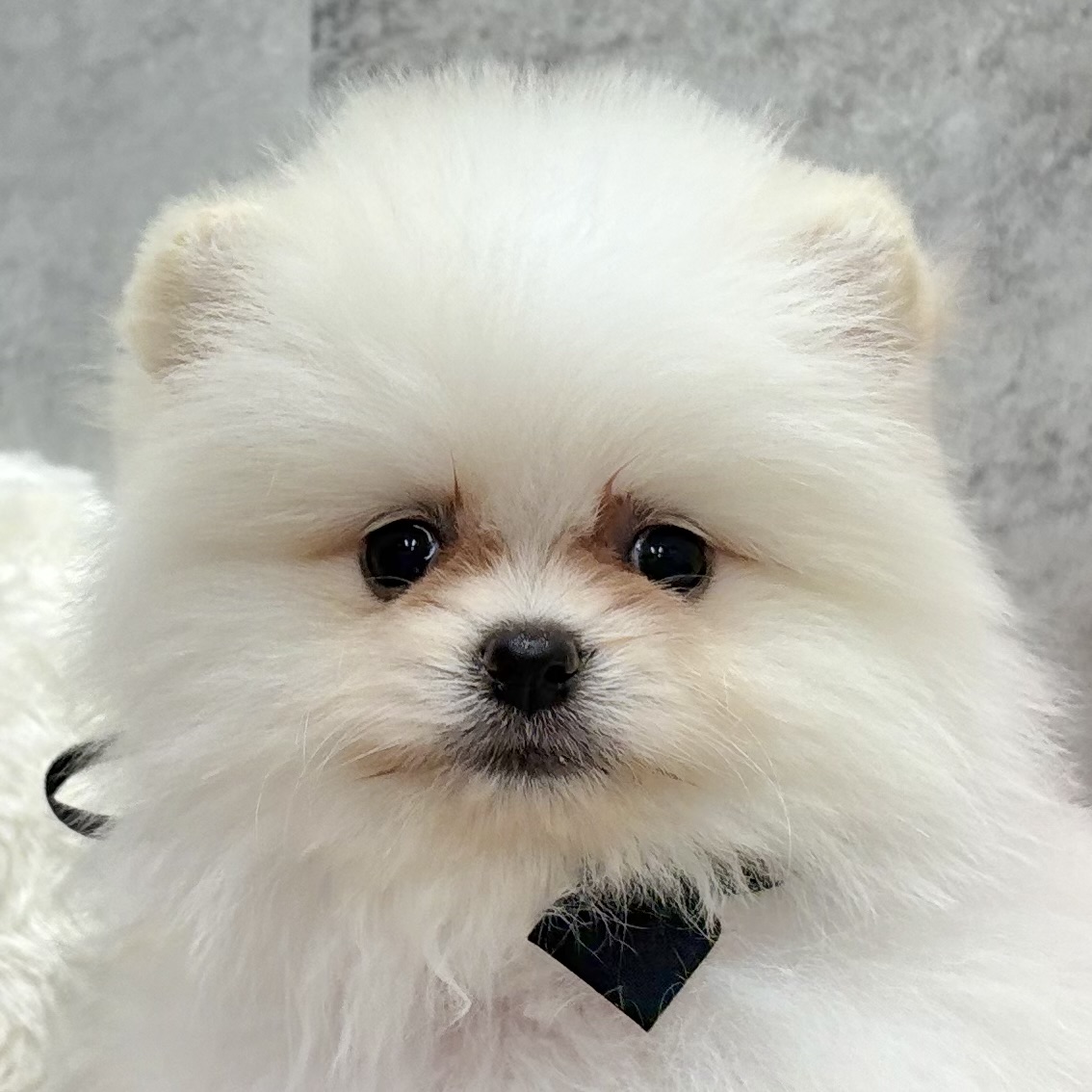 ポメラニアン男の子の写真