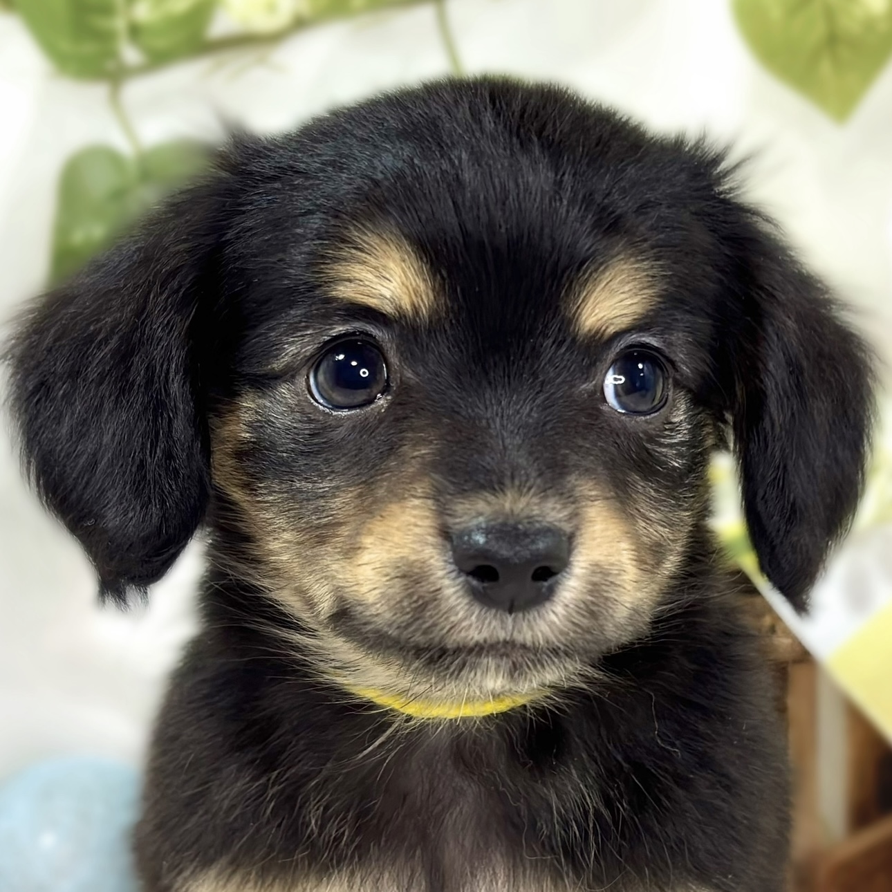 ハーフ犬男の子の写真