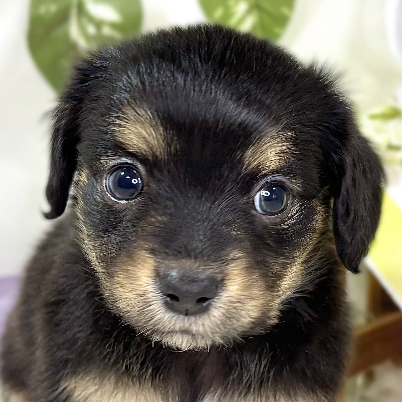 ハーフ犬男の子の写真