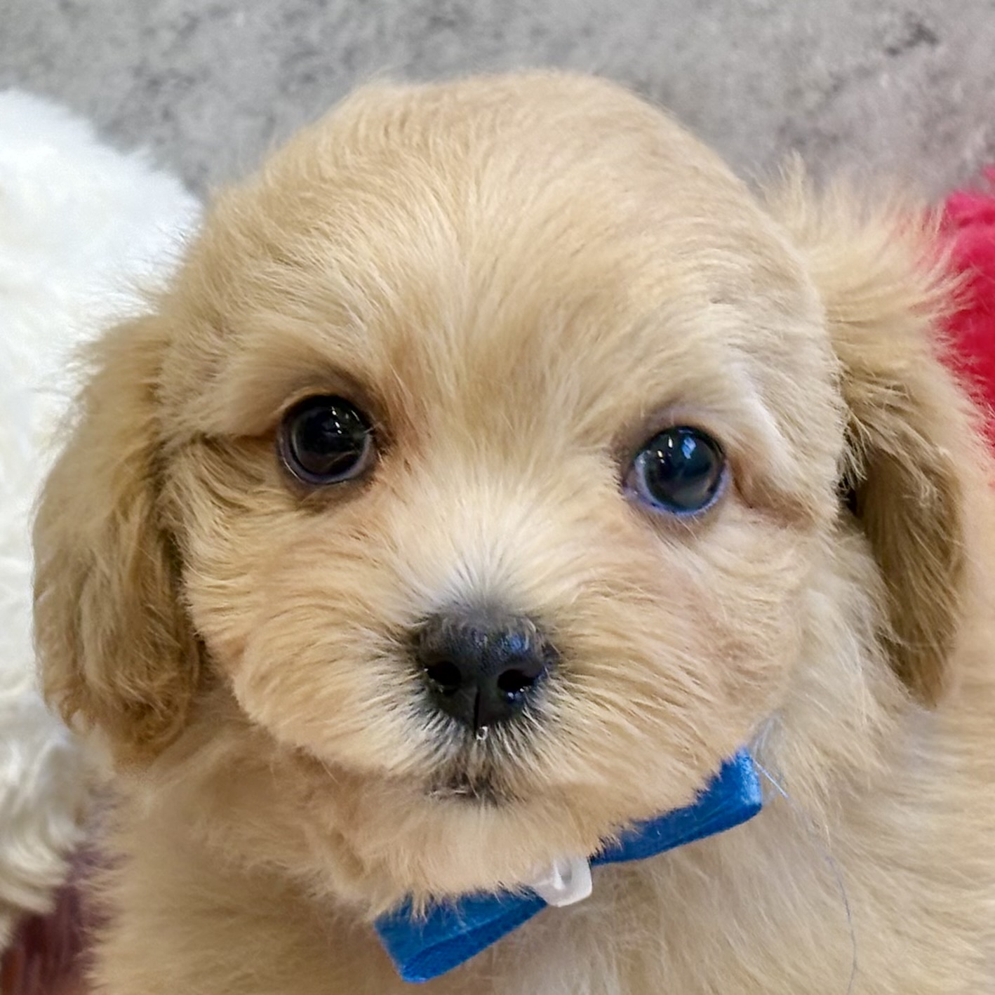 ハーフ犬女の子の写真