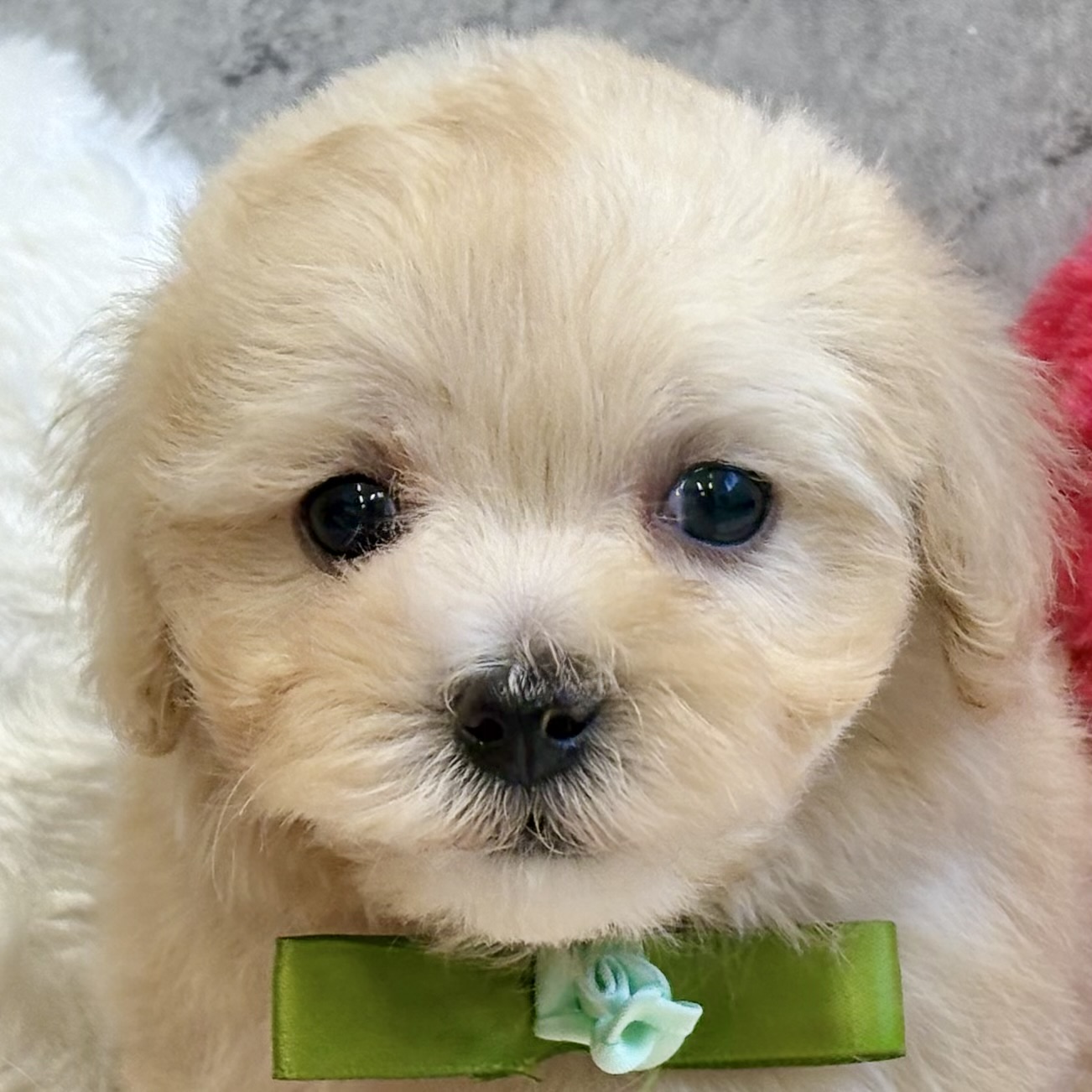 ハーフ犬女の子の写真