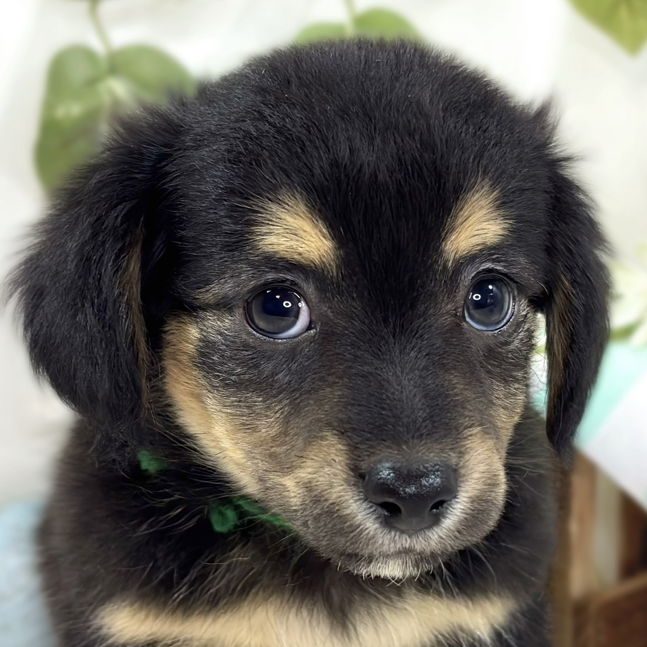 ハーフ犬男の子の写真