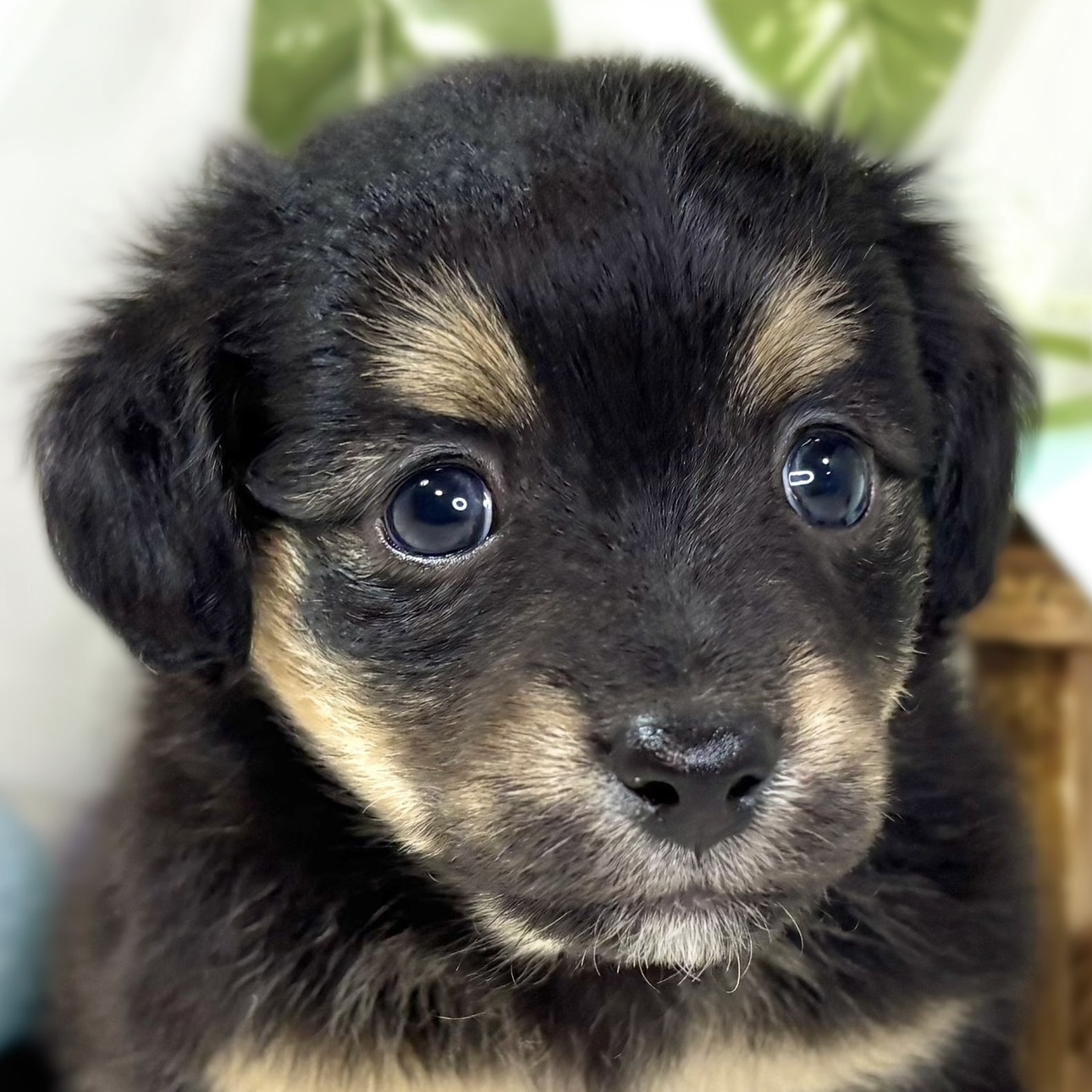 ハーフ犬男の子の写真