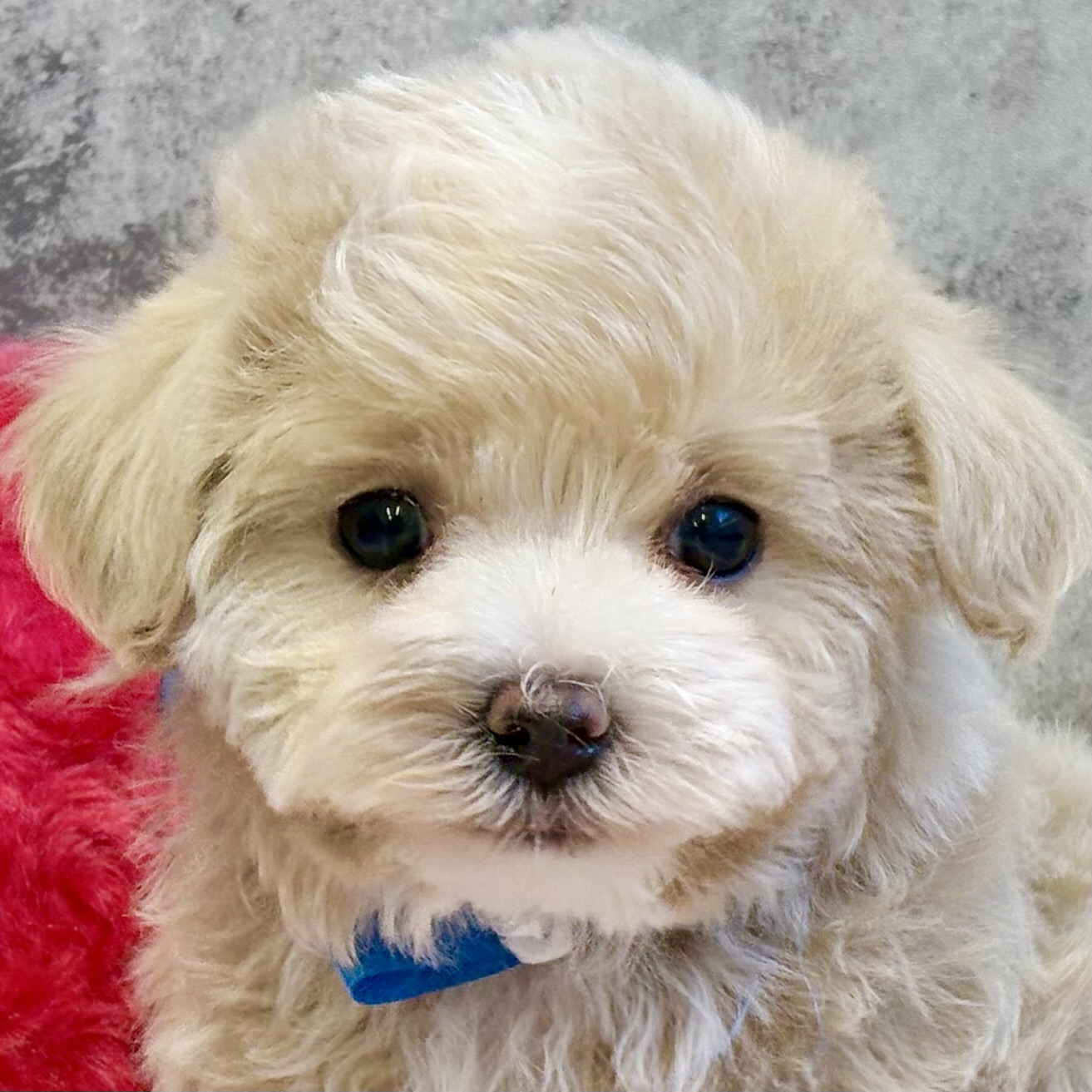 ハーフ犬女の子の写真