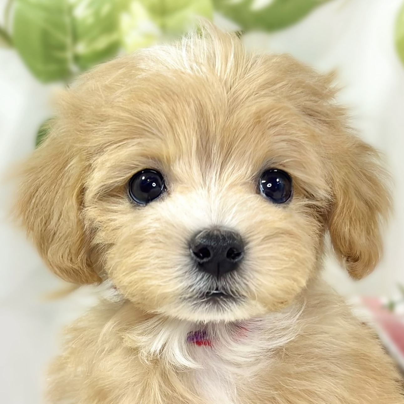 ハーフ犬女の子の写真