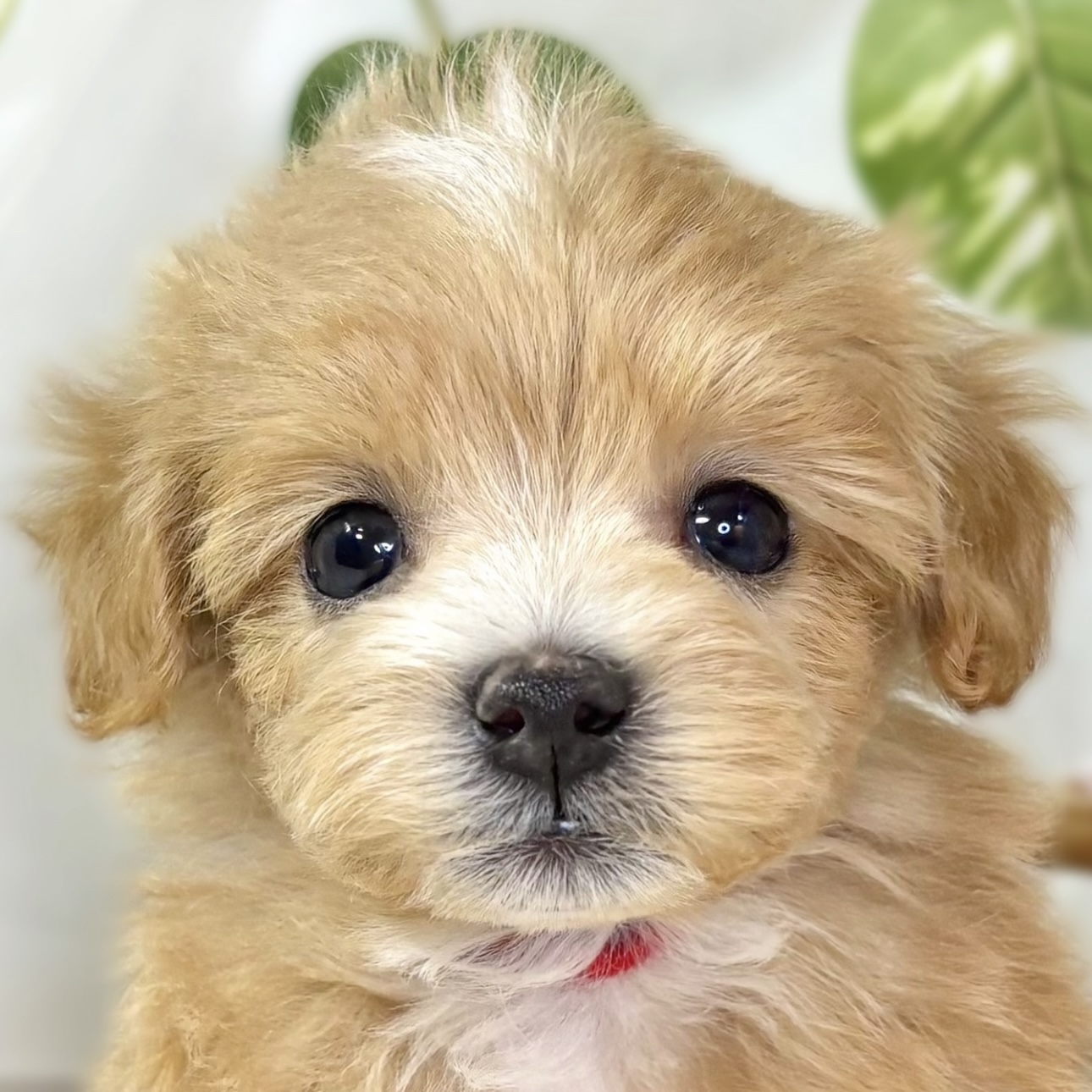 ハーフ犬女の子の写真