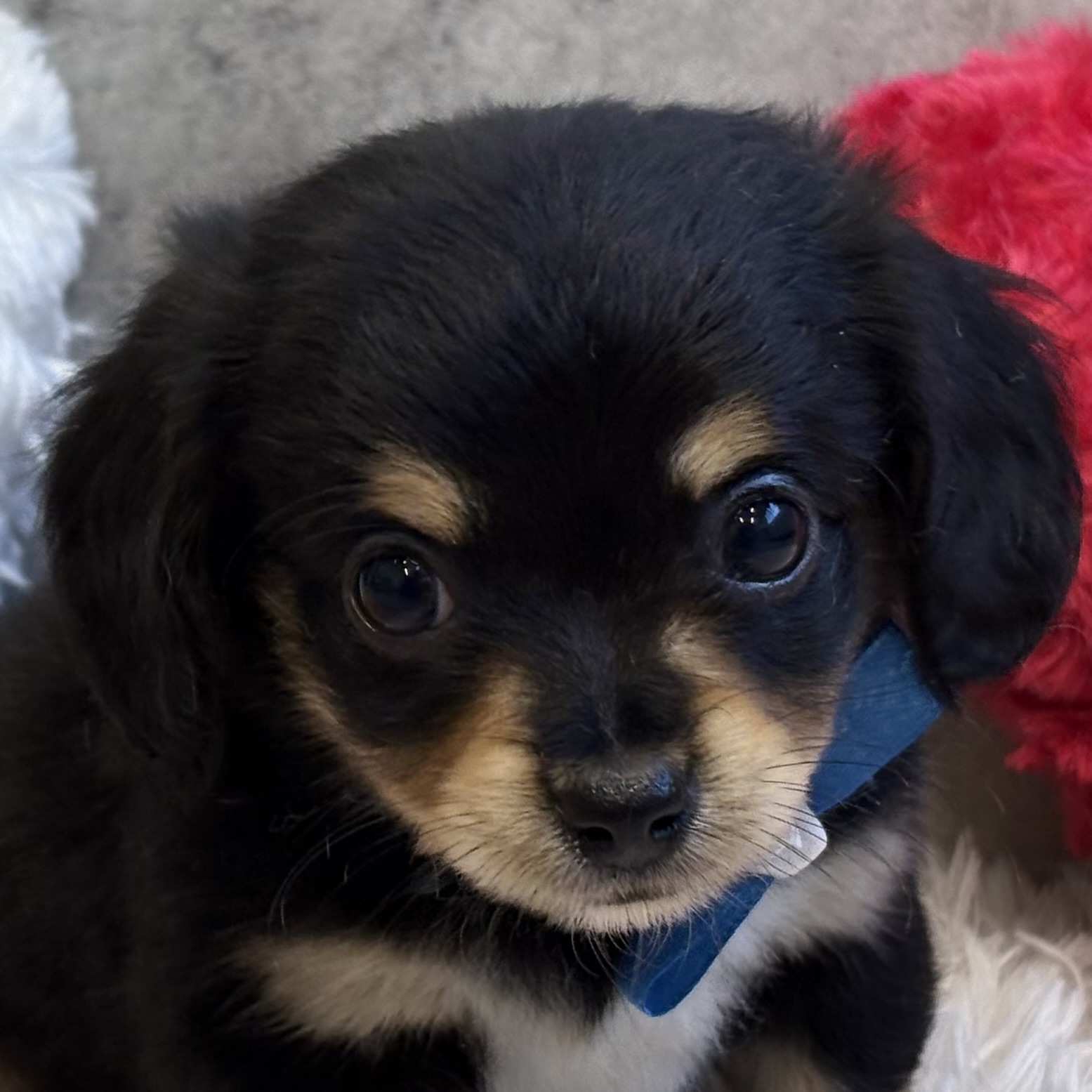 ハーフ犬女の子の写真