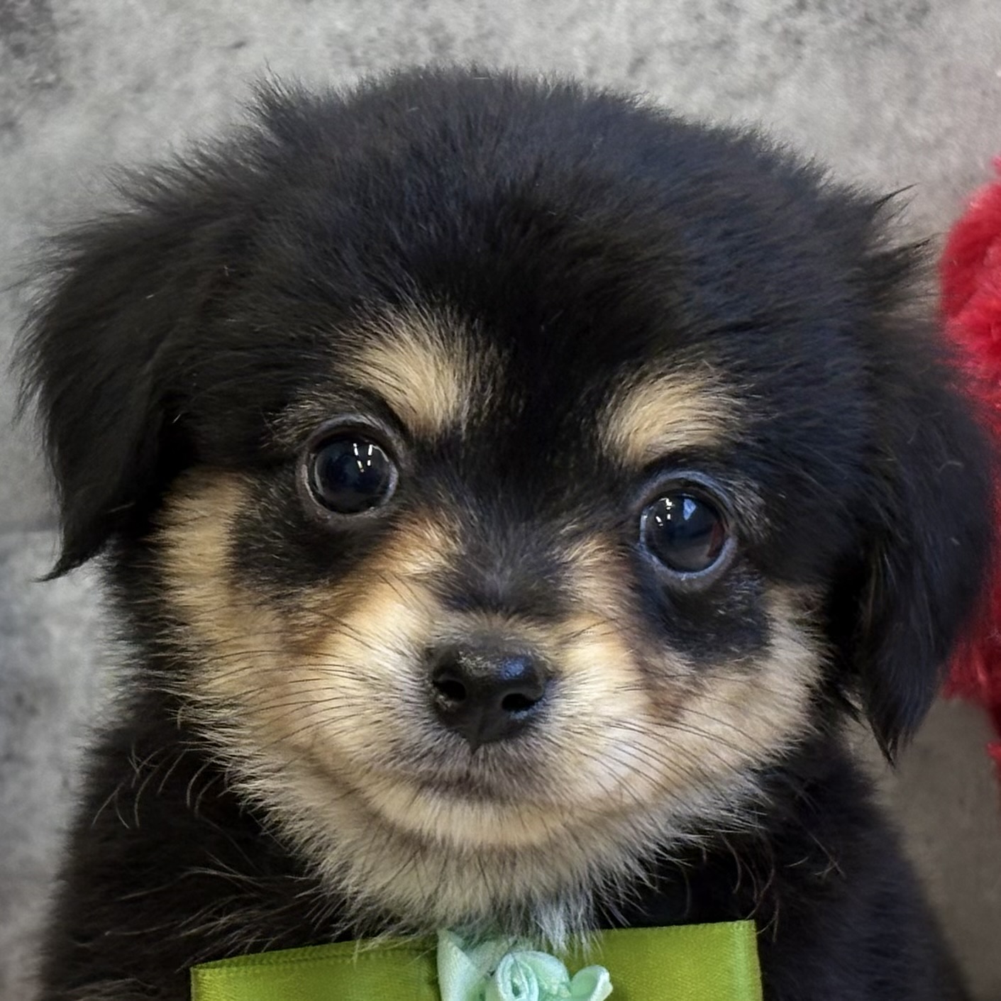 ハーフ犬女の子の写真