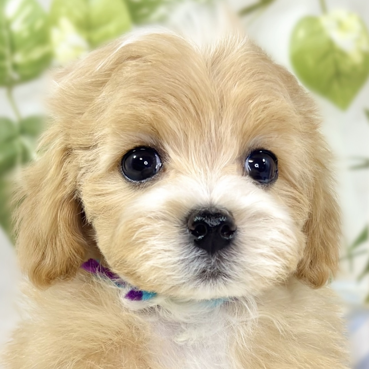 ハーフ犬女の子の写真