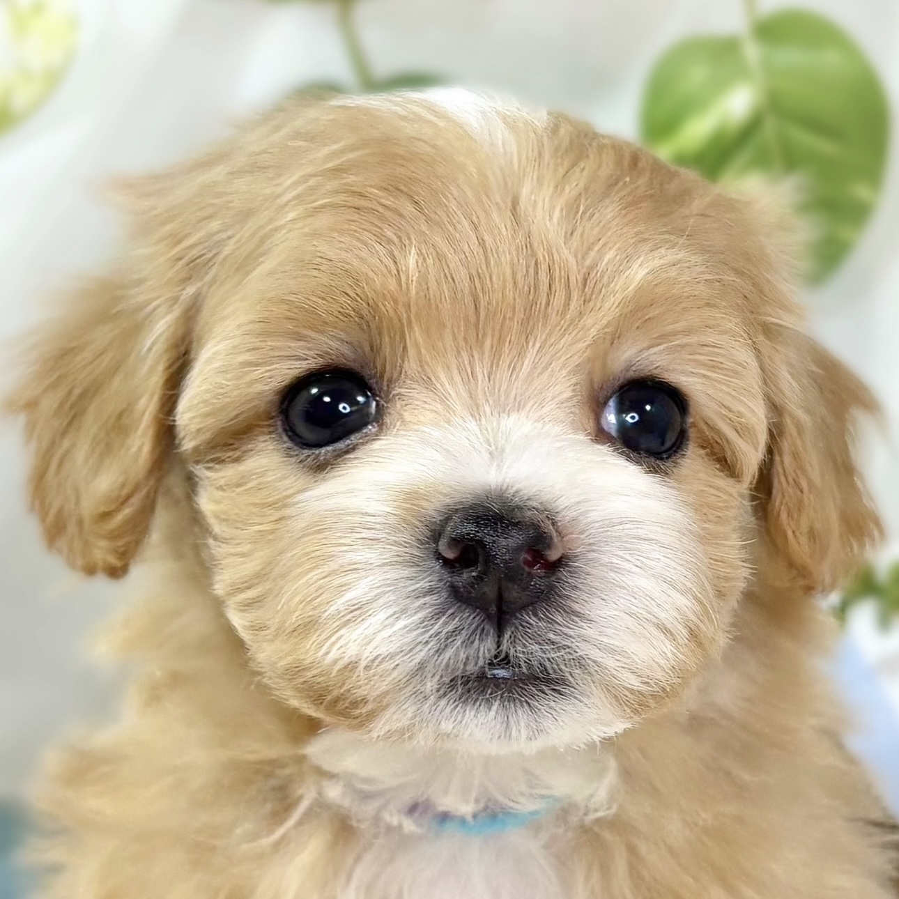 ハーフ犬女の子の写真