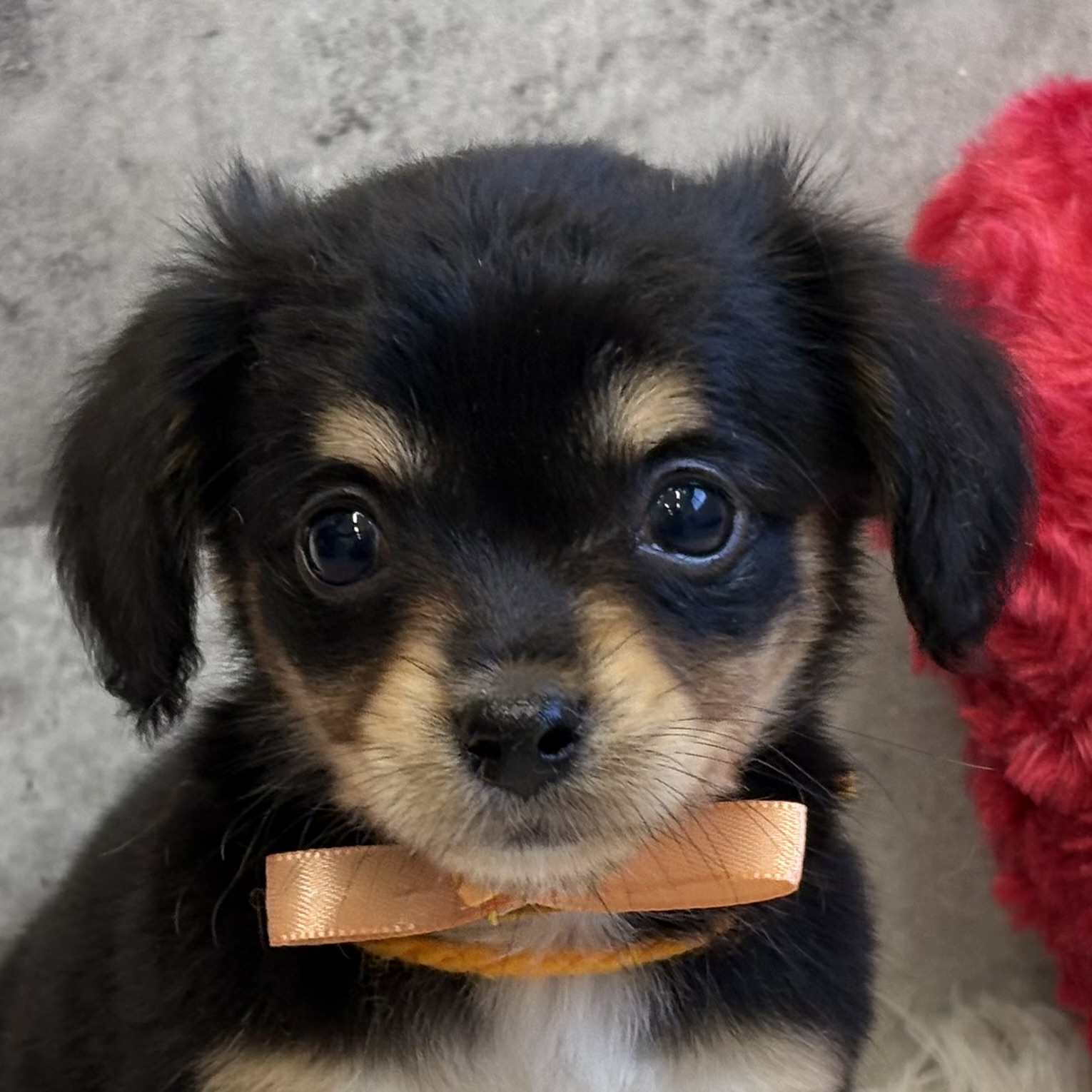 ハーフ犬女の子の写真