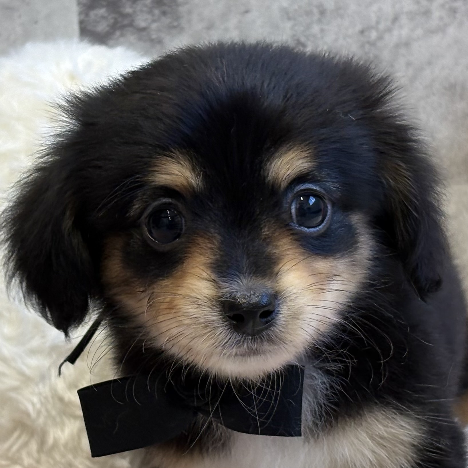 ハーフ犬女の子の写真