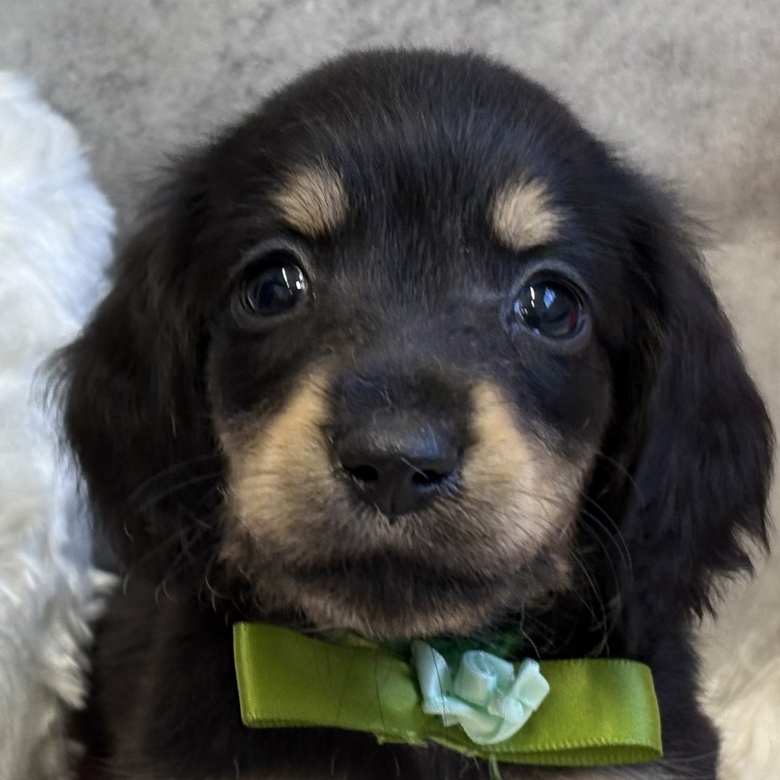 ミニチュアダックス男の子の写真