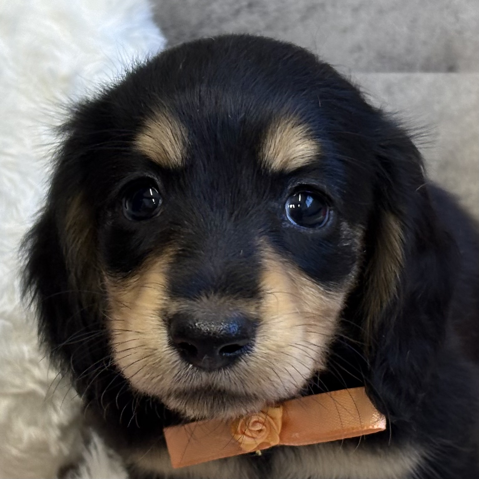 ミニチュアダックス女の子の写真