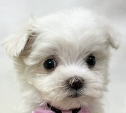 マルチーズ女の子の写真