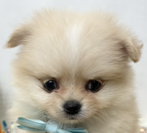 ハーフ犬女の子の写真