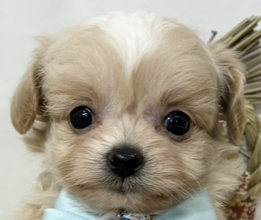 ハーフ犬男の子の写真