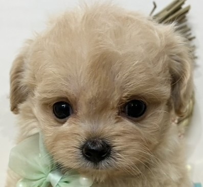 ハーフ犬女の子の写真