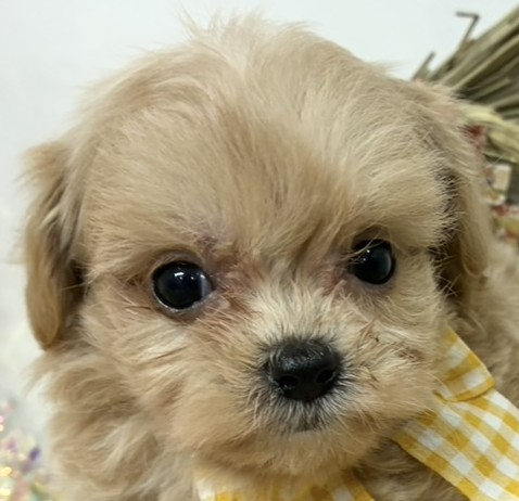 ハーフ犬女の子の写真