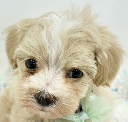 ハーフ犬女の子の写真