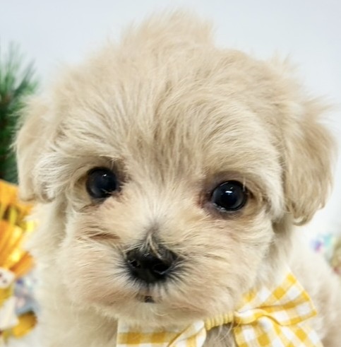 ハーフ犬女の子の写真