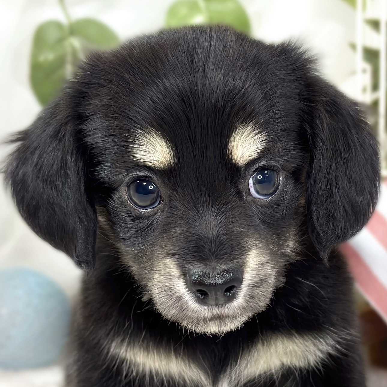 ハーフ犬女の子の写真