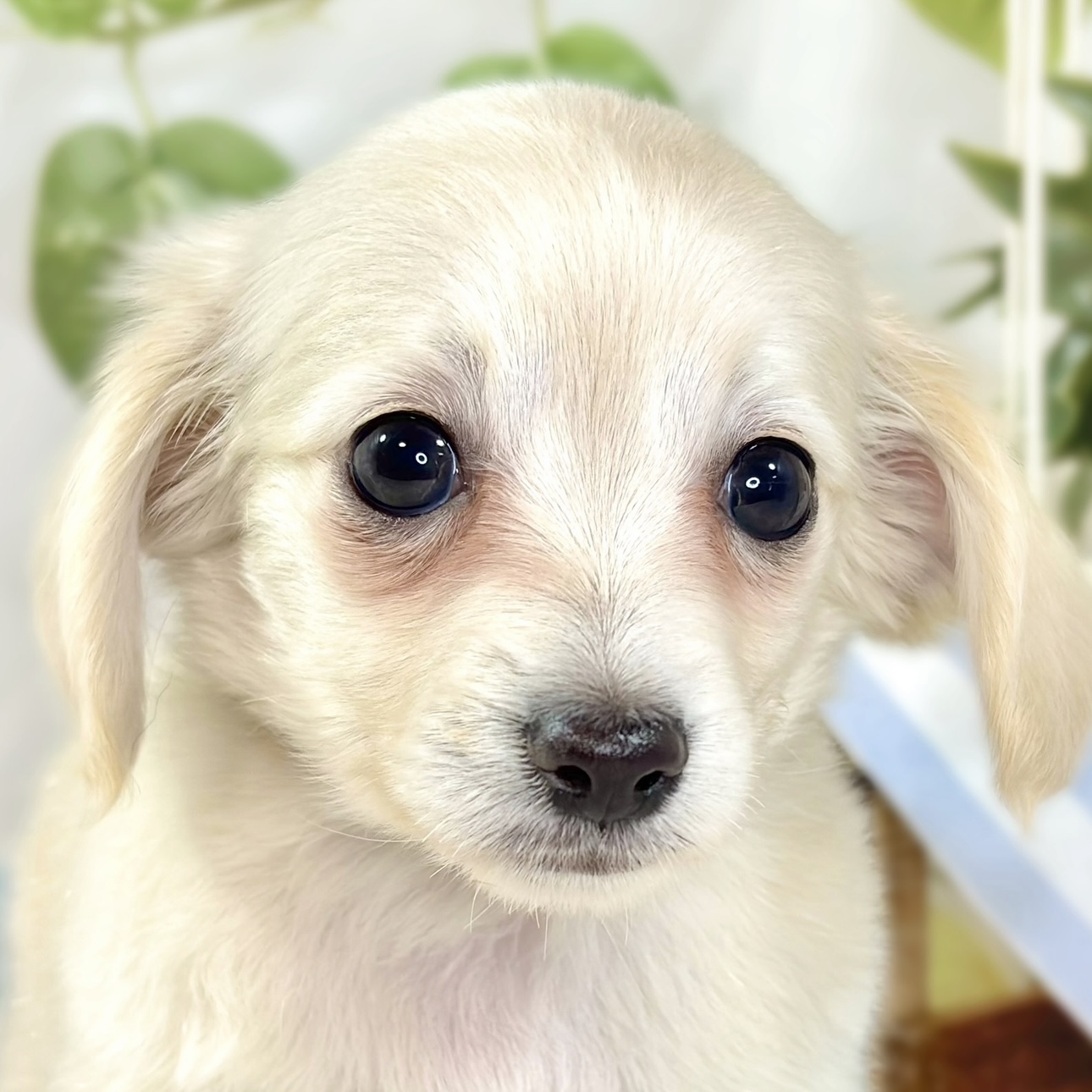 ハーフ犬女の子の写真