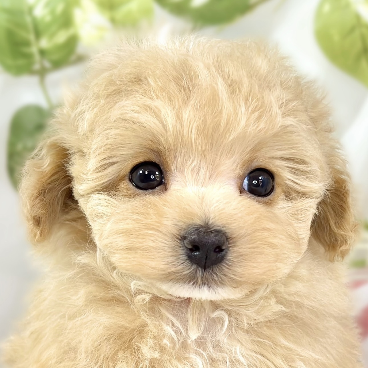 ハーフ犬男の子の写真