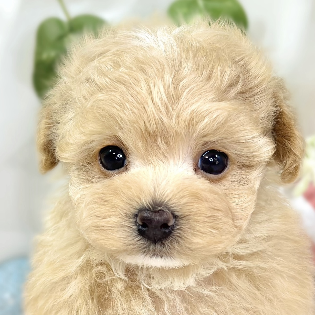 ハーフ犬男の子の写真