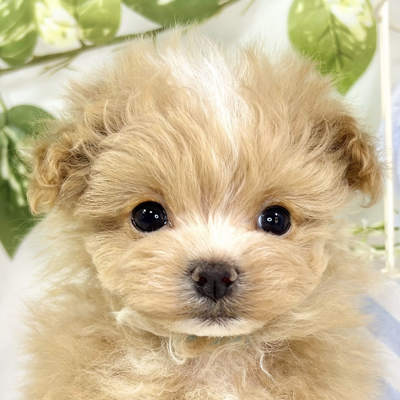 ハーフ犬男の子の写真