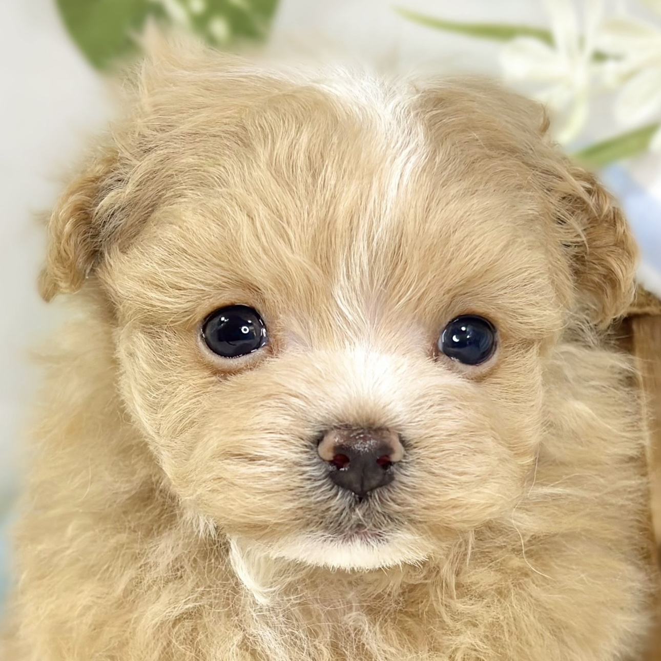 ハーフ犬男の子の写真