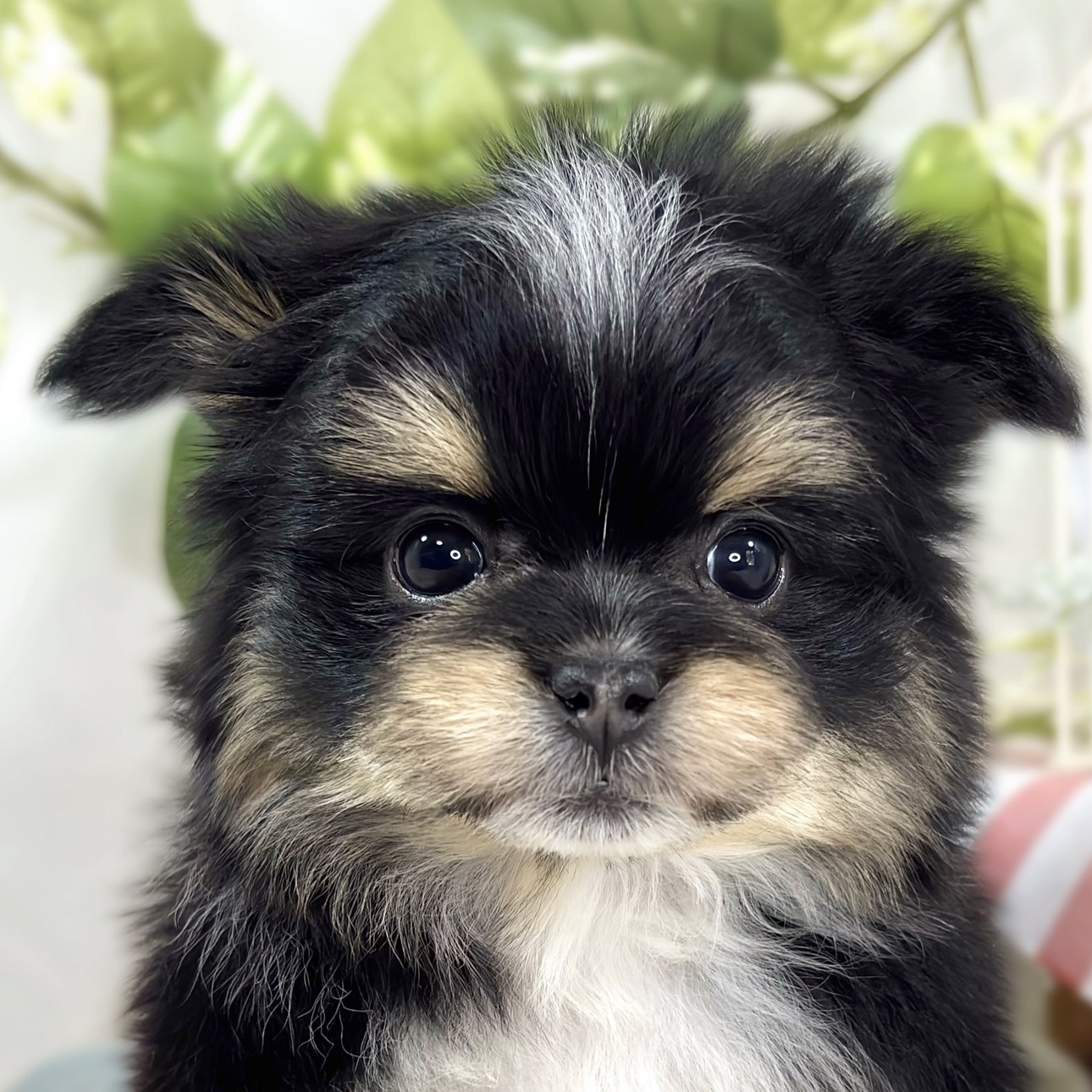 ハーフ犬男の子の写真