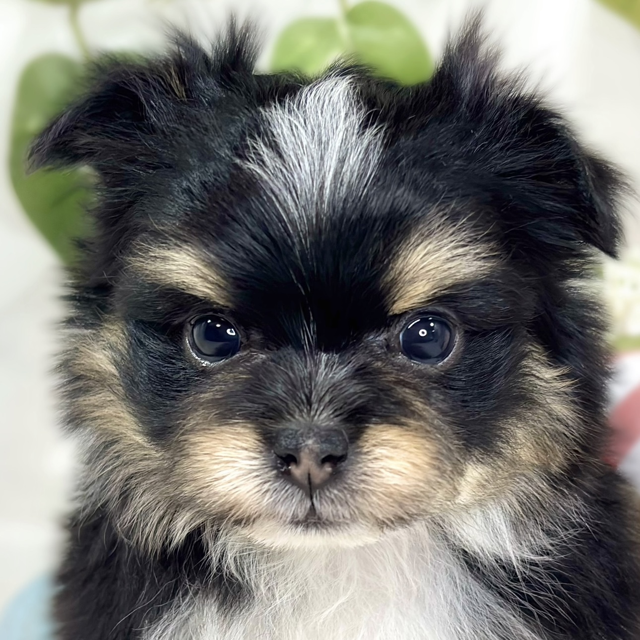 ハーフ犬男の子の写真