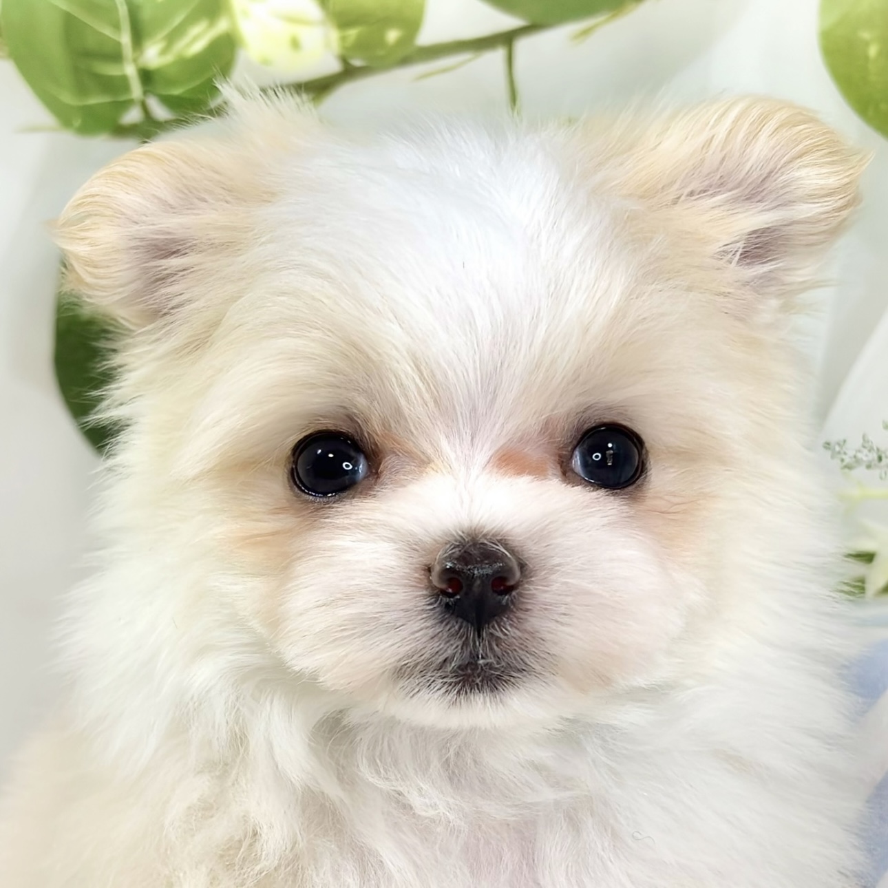 ハーフ犬男の子の写真