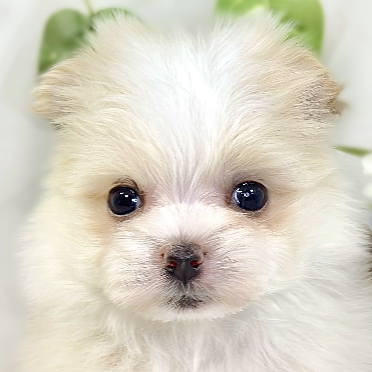 ハーフ犬男の子の写真