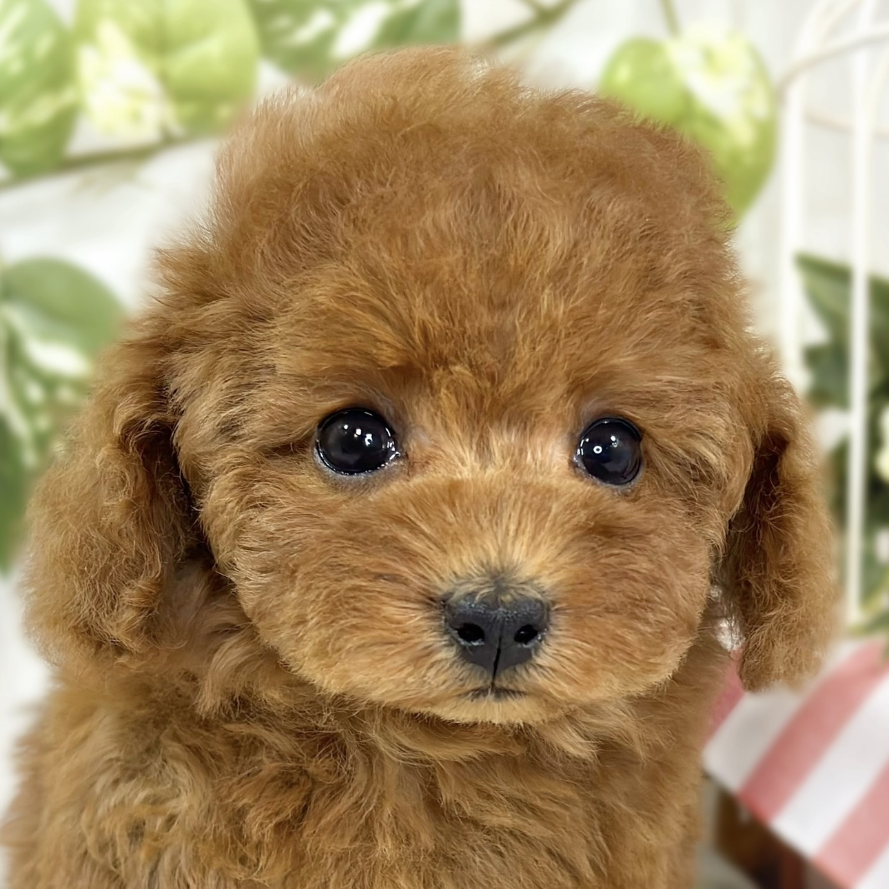 トイプードル女の子の写真