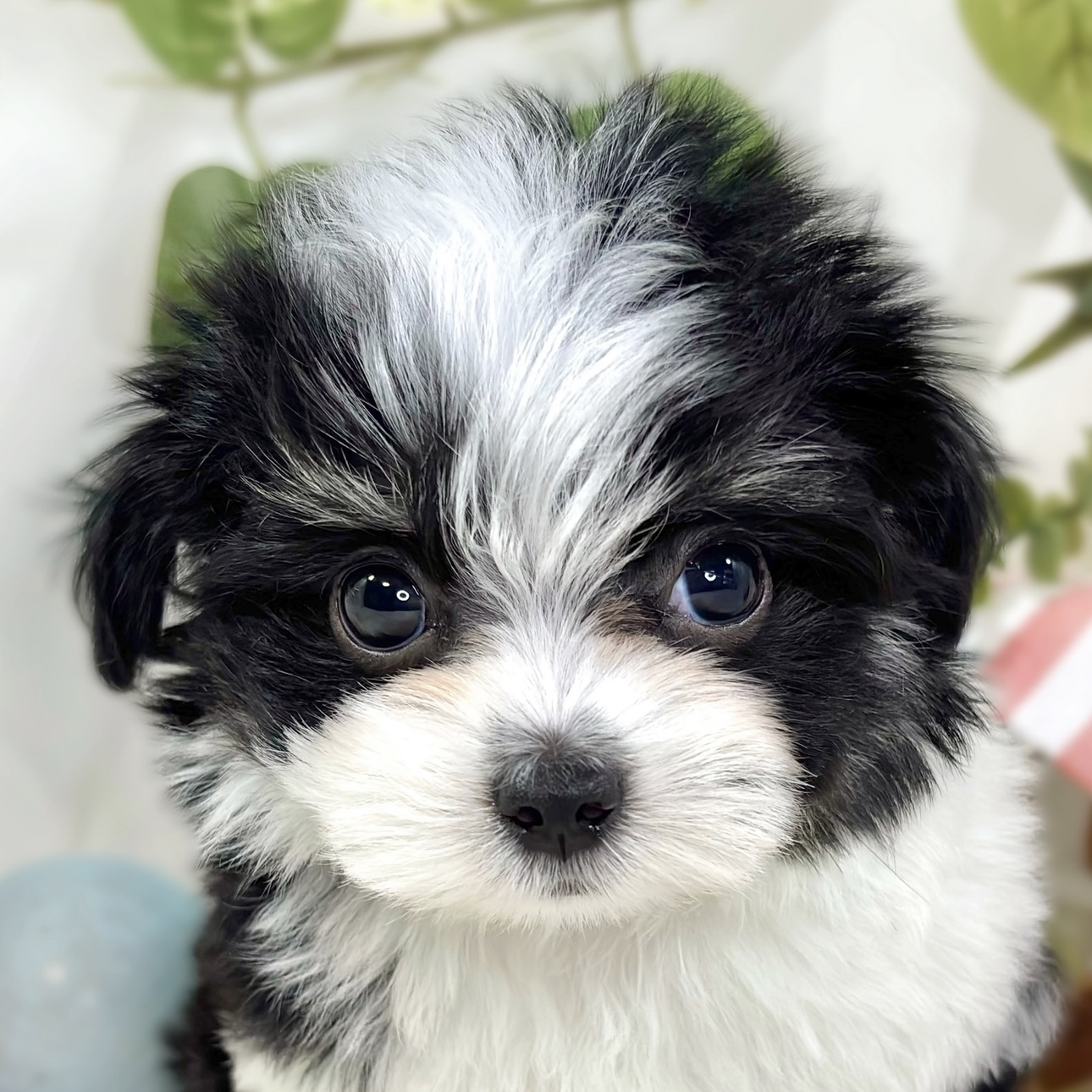 ハーフ犬女の子の写真