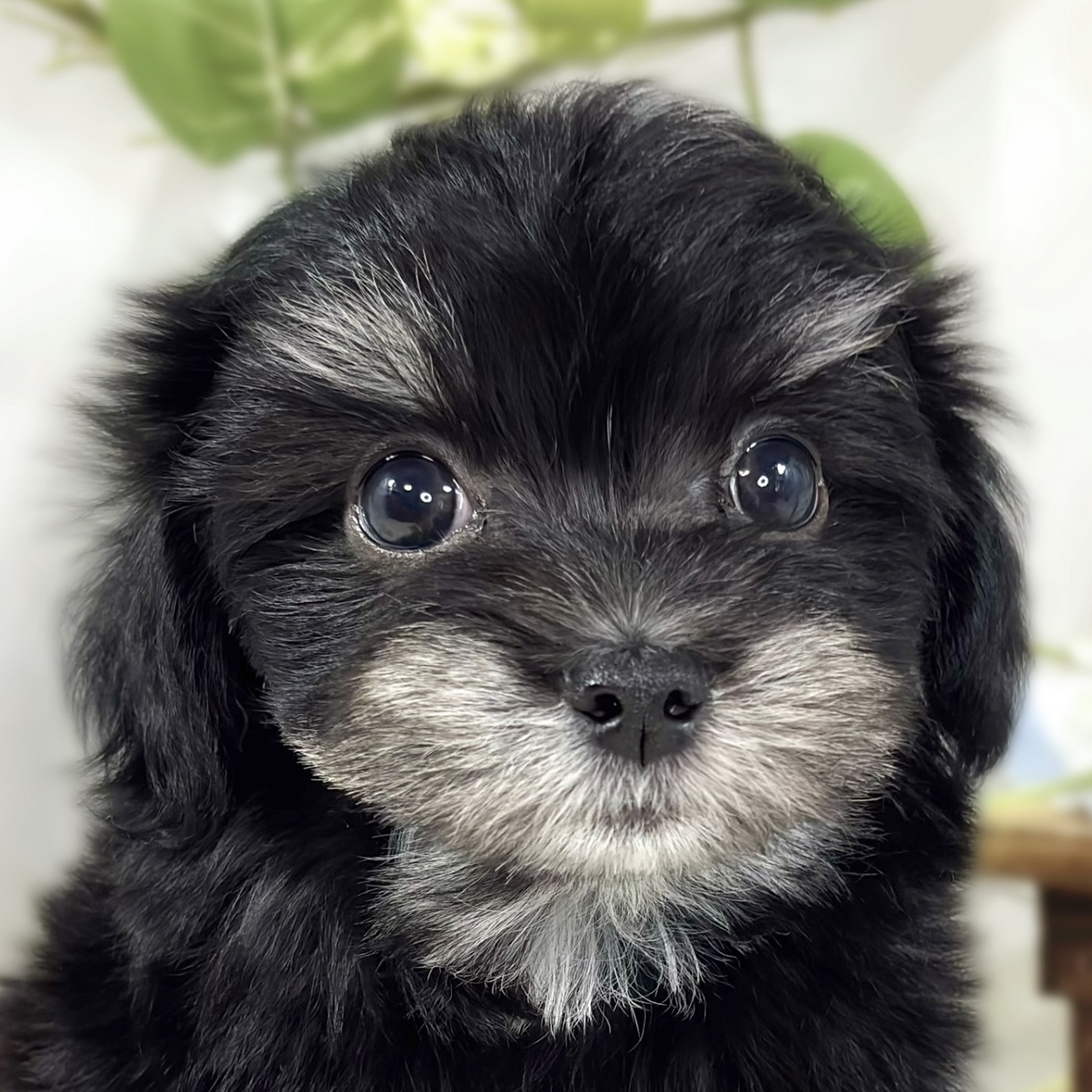 ハーフ犬男の子の写真