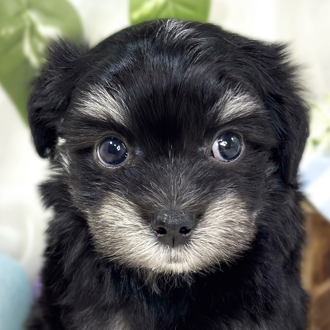 ハーフ犬男の子の写真