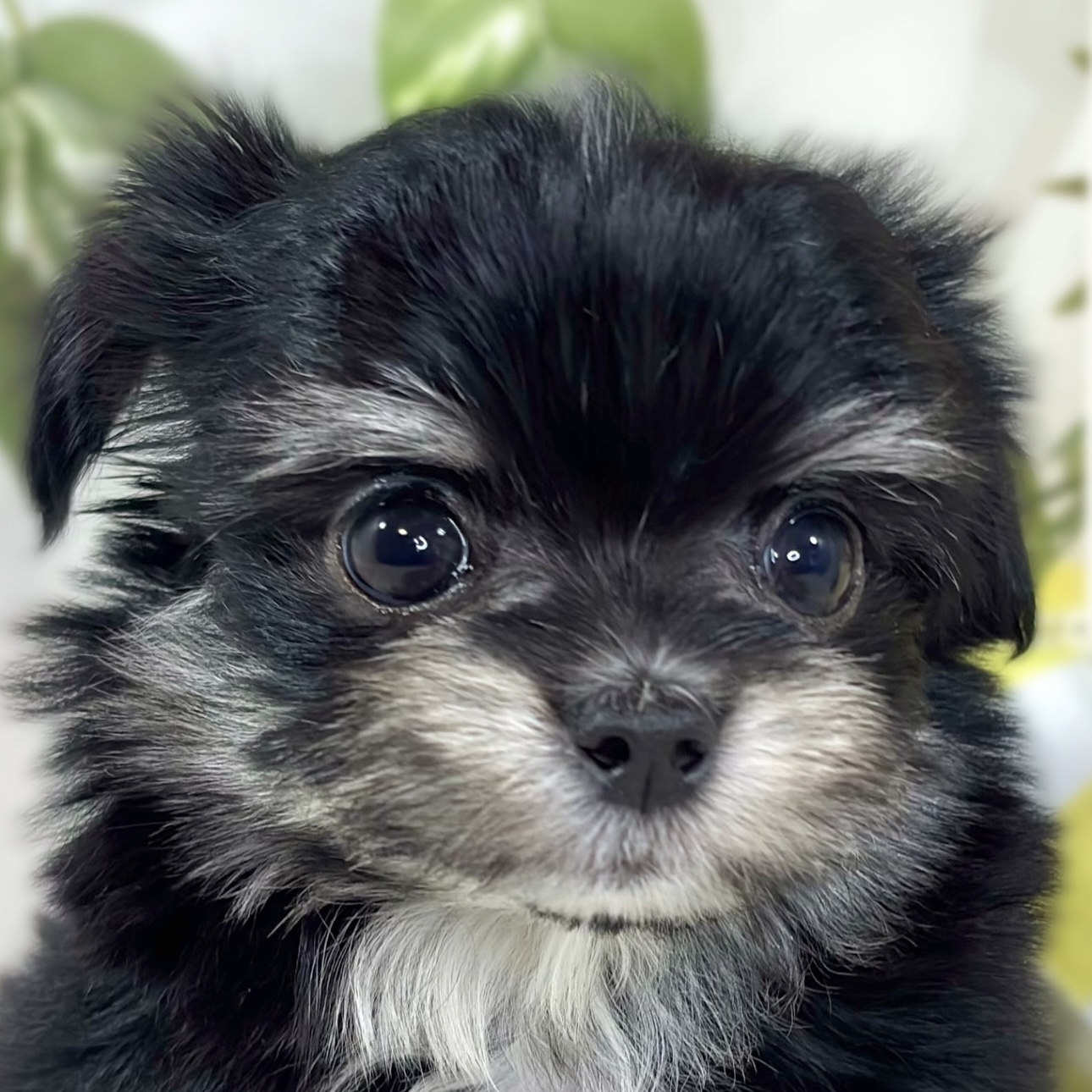 ハーフ犬女の子の写真