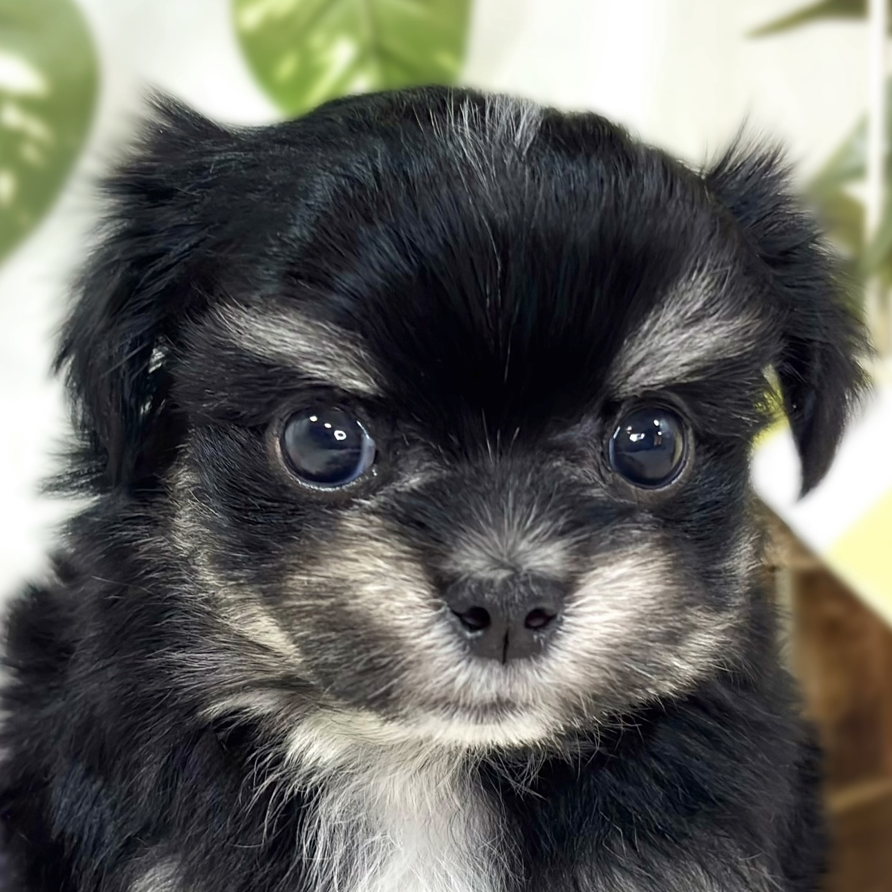 ハーフ犬女の子の写真