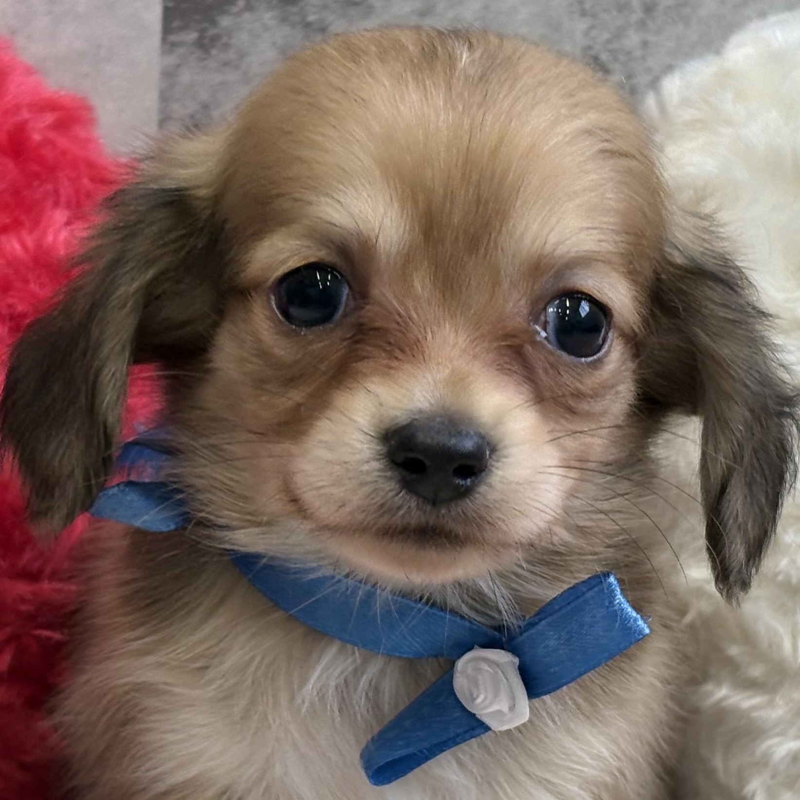 ハーフ犬男の子の写真