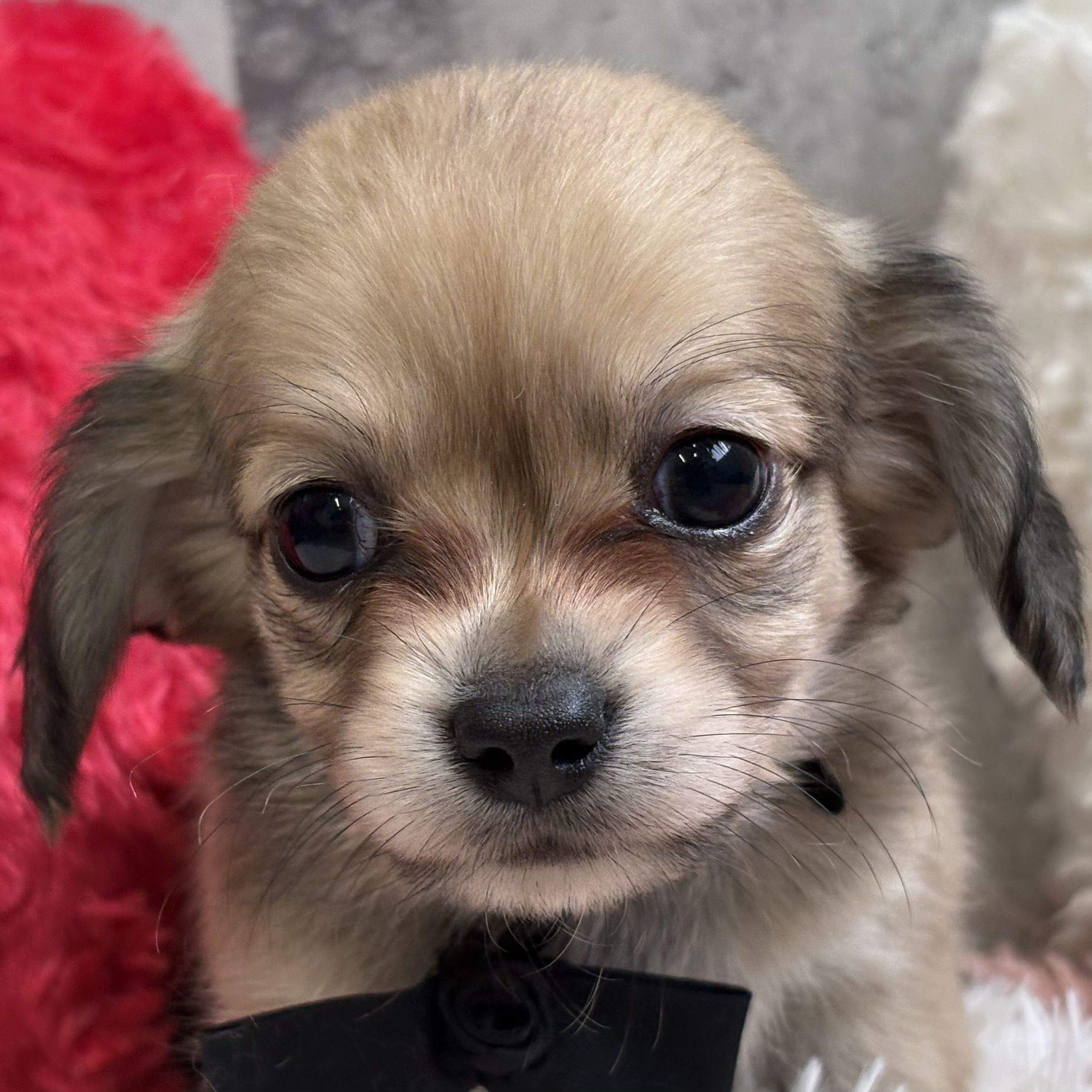 ハーフ犬男の子の写真