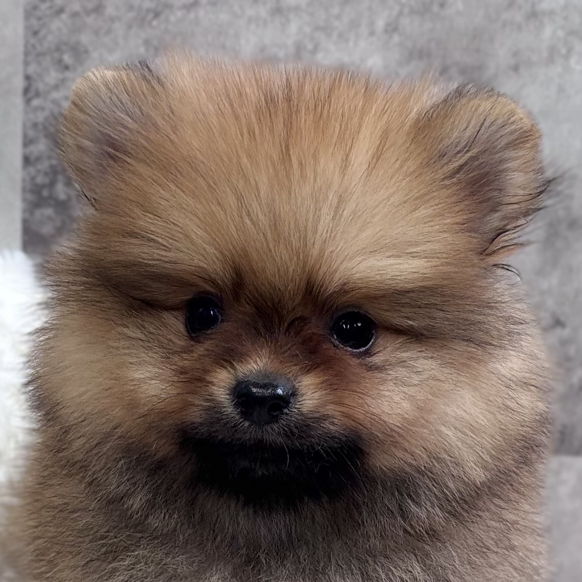 ポメラニアン男の子の写真