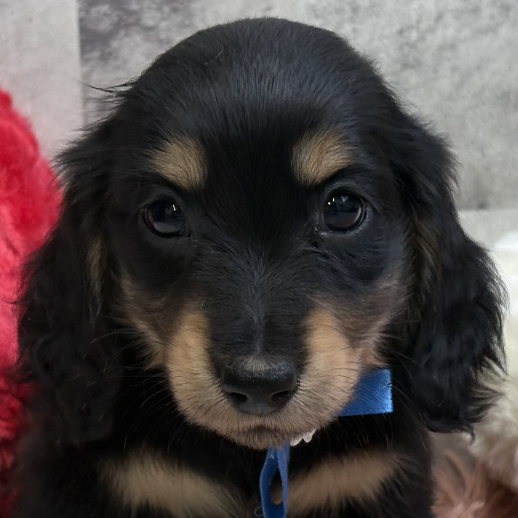 ミニチュアダックス女の子の写真